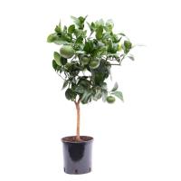 Цитрус Грейпфрут