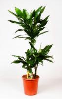 Драцена фрагранс Джанет Линд (3 ствола)