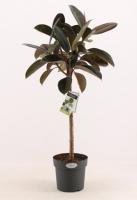 Фикус Эластика Burgundy