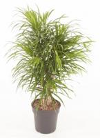 Драцена рефлекса Анита бранч