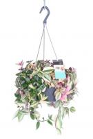 Традесканция Квадриколор