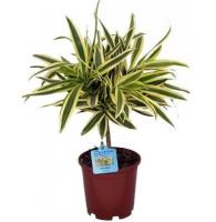 Драцена рефлекса Сонг оф Индия переплетенная