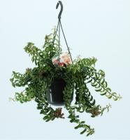 Эсхинантус Твистер