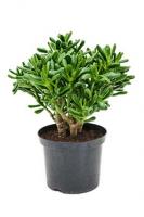 Крассула Голлум