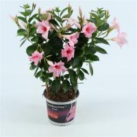 Дипладения микс (Мандевилла)