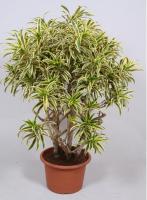 Драцена рефлекса Сонг оф Индия карусель