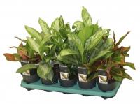 Аглаонема Микс