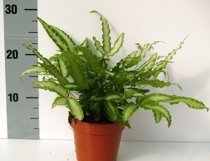 Пересадка до 30 см