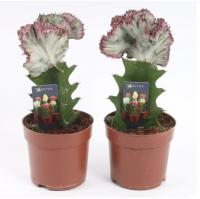 Эуфорбия лактея кристата