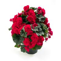 Бегония Элатиор Баладин