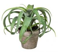 Тилландсия Ксерографика в кашпо