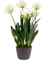 Агапантус в кашпо