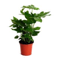 Фатсия японская