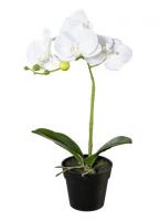 Фаленопсис в кашпо