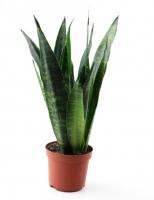 Сансевиерия Блэк Корал