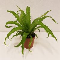 Асплениум Осака