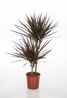 Драцена маргината Маджента (2 ствола)