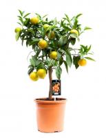 Цитрус Клементин