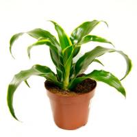 Драцена фрагранс Дорадо