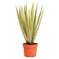 Драцена маргината Биколор Копстек