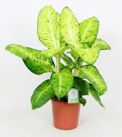 Диффенбахия Белая Амазонка