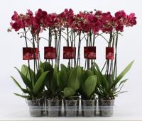 Фаленопсис сортовой