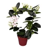 Стефанотис Флорибунда