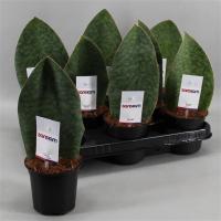 Сансевиерия Виктория