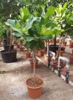 Фикус Лировидный (Лирата) штамб