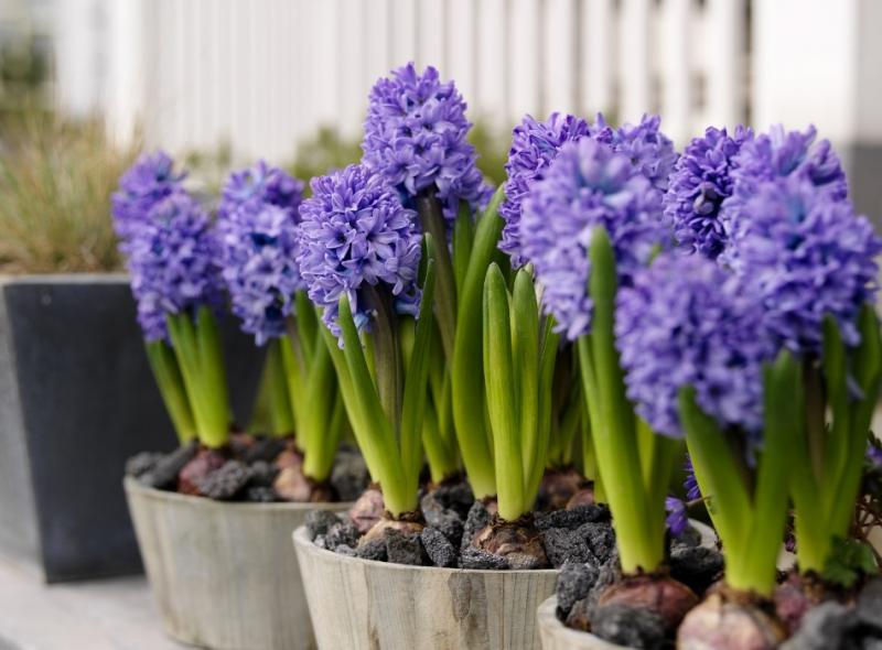 Луковичные растения