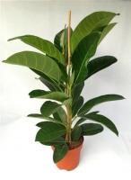 Фикус бенгальский Рой