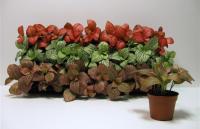 Фиттония Микс