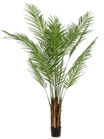 Пальма Арека