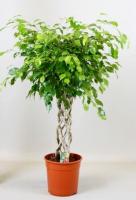 Фикус Бенджамина Экзотика цилиндр