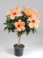 Гибискус микс на штамбе