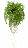 Папоротник с корнями подвесной