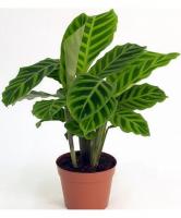 Калатея Зебрина