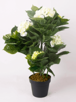 Гортензия в кашпо