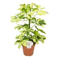 Шеффлера Шарлотта