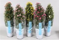 Хризантема микс пирамида