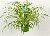 Хлорофитум Vittatum