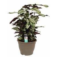 Калатея Мажестика Уайт Стар