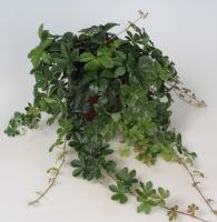 Циссус стриата