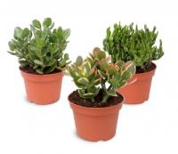 Крассула микс (Денежное дерево)