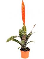 Вриезия Спленриет Эра