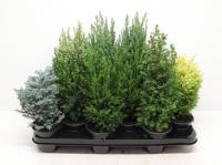 Кипарисовик микс