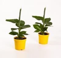 Банановое дерево (Муса)