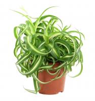 Хлорофитум Бонни