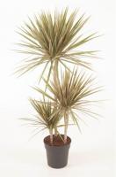 Драцена маргината Биколор (3 ствола)