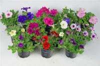 Петуния микс